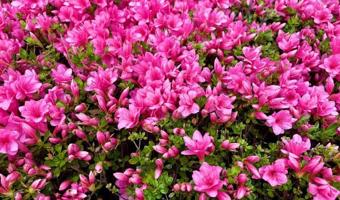 When to Plant Azaleas? (Advice From Experts)