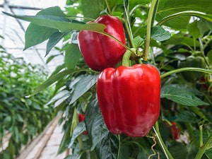 grow-peppers