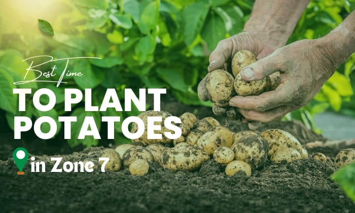 When to Plant Potatoes in Zone 7: A Guide for Successful Harvest - PlantHD