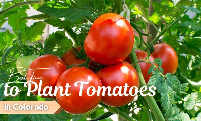 When to Plant Tomatoes in Colorado? (Best Time)