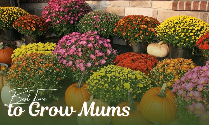 When is the Best Time to Plant Mums for Beautiful Blooms?