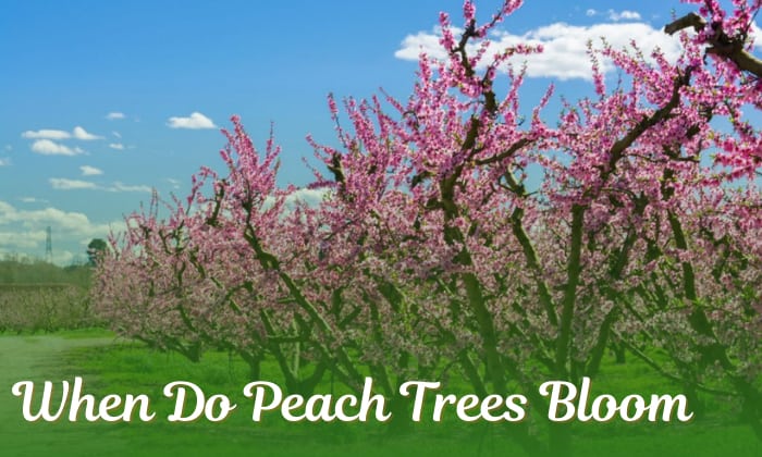 When Do Peach Trees Bloom in Your Area?