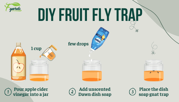 DIY fungus gnat trap that works! Sugary water and dish soap : r/houseplants